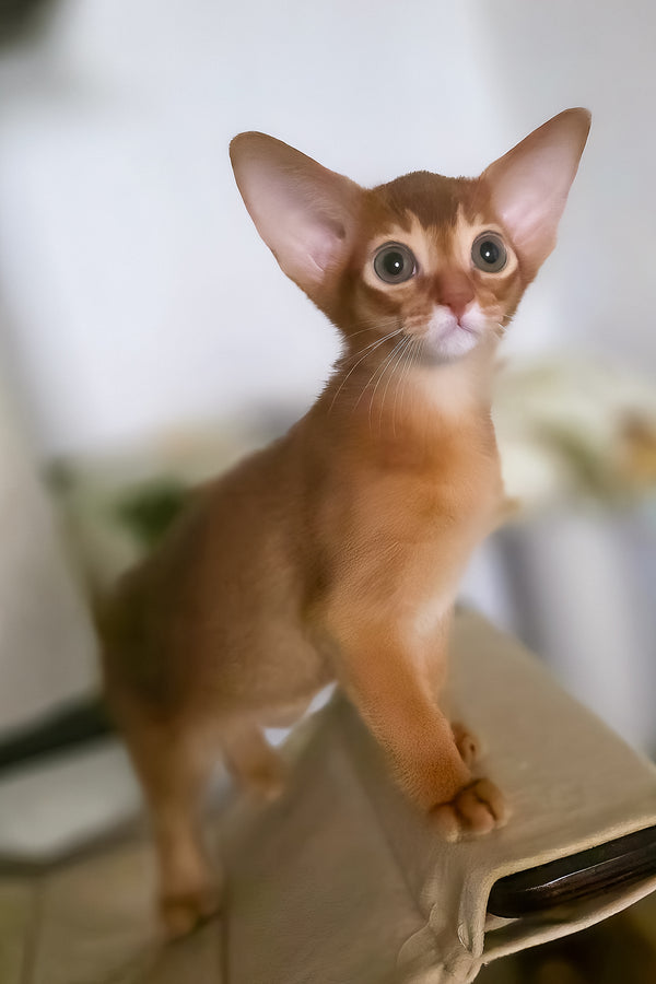 Tori | Abyssinian Kitten