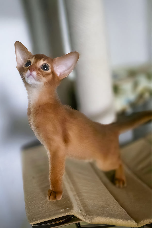 Tori | Abyssinian Kitten