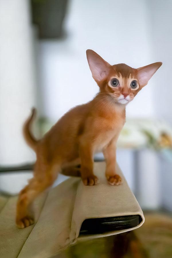 Tori | Abyssinian Kitten