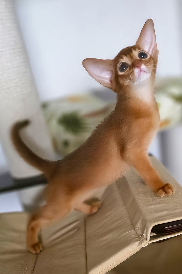 Tori | Abyssinian Kitten