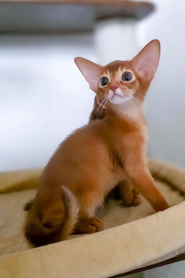 Tori | Abyssinian Kitten