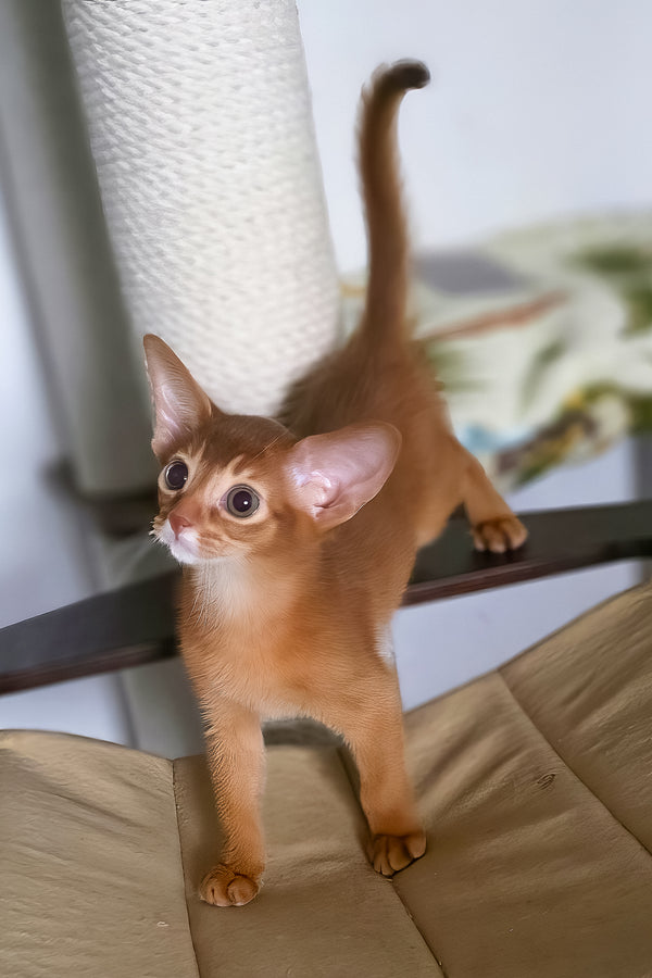 Tori | Abyssinian Kitten