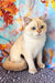 Twiks | Scottish Straight Kitten
