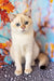 Twiks | Scottish Straight Kitten