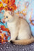 Twiks | Scottish Straight Kitten