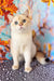 Twiks | Scottish Straight Kitten