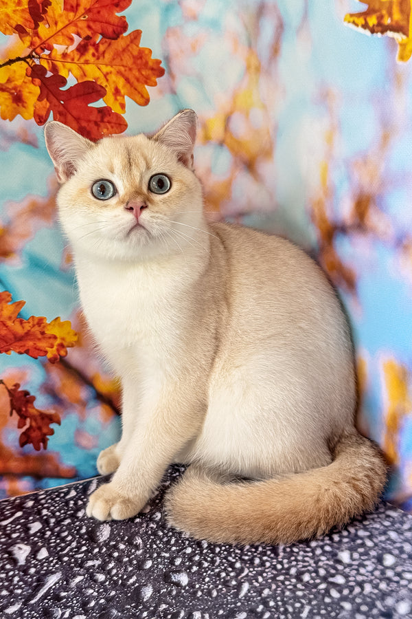 Twiks | Scottish Straight Kitten