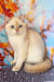 Twiks | Scottish Straight Kitten