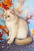 Twiks | Scottish Straight Kitten