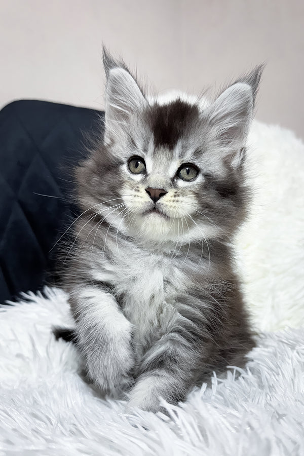 Twix | Maine Coon Kitten