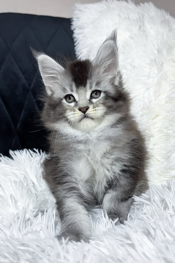 Twix | Maine Coon Kitten
