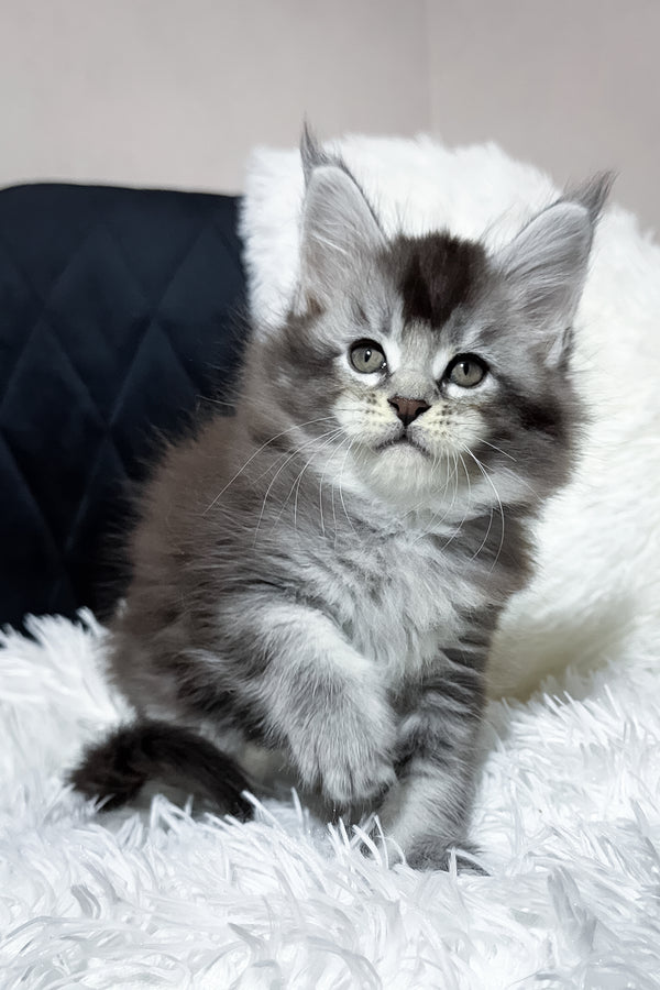 Twix | Maine Coon Kitten