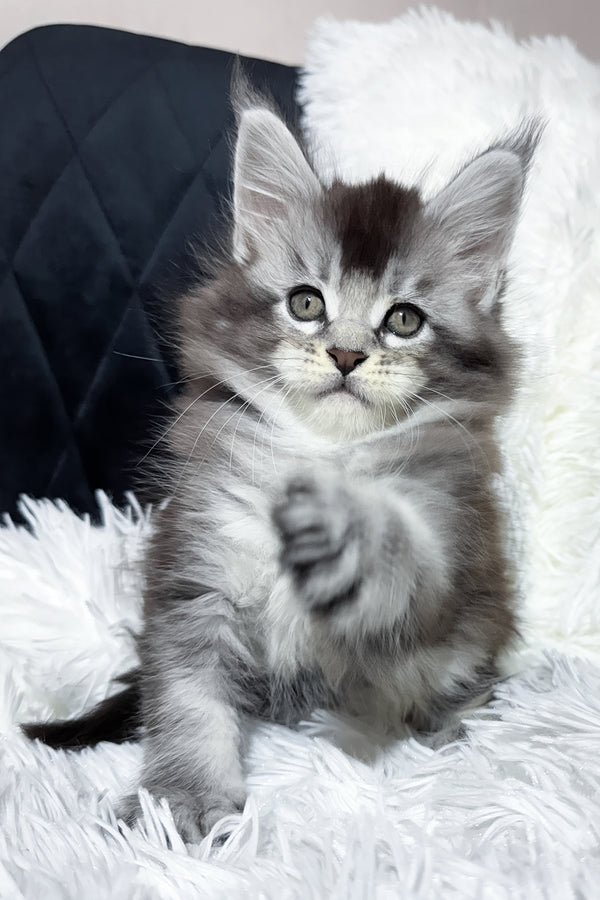 Twix | Maine Coon Kitten