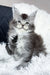 Twix | Maine Coon Kitten