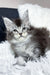 Twix | Maine Coon Kitten