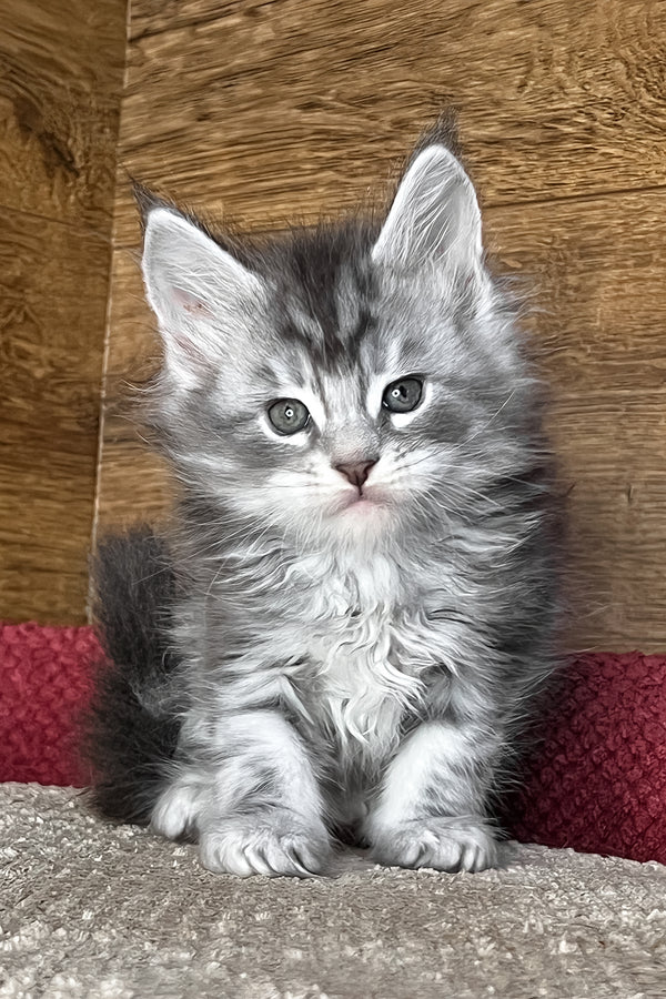 Tyson | Maine Coon Kitten