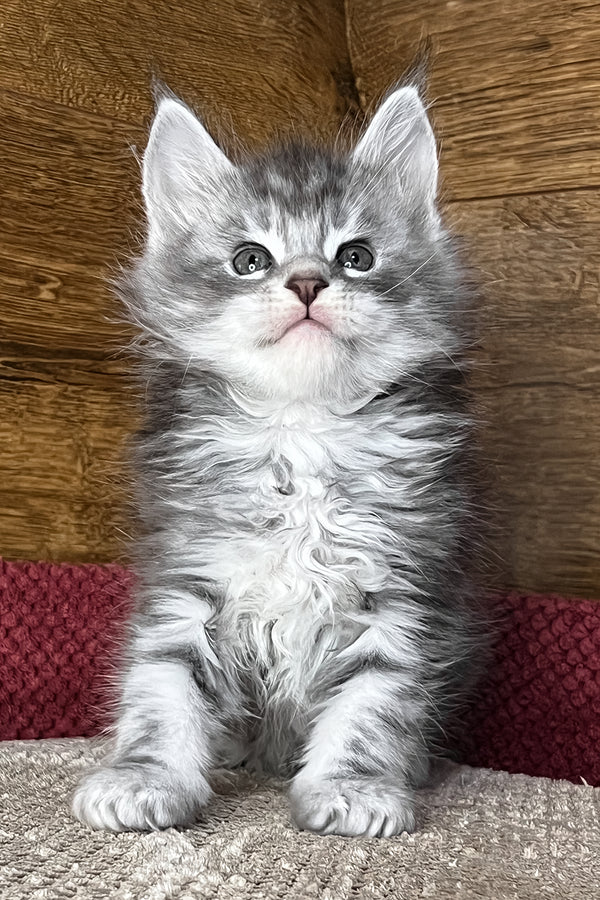 Tyson | Maine Coon Kitten