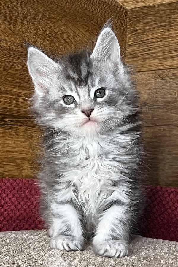 Tyson | Maine Coon Kitten