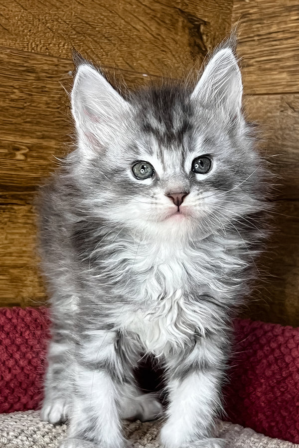 Tyson | Maine Coon Kitten