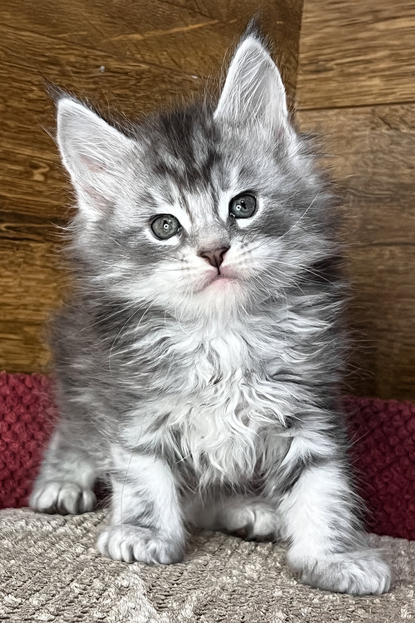 Tyson | Maine Coon Kitten