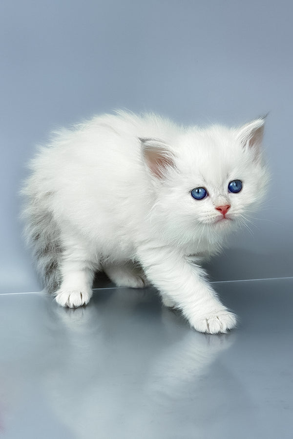 Una | Siberian Kitten