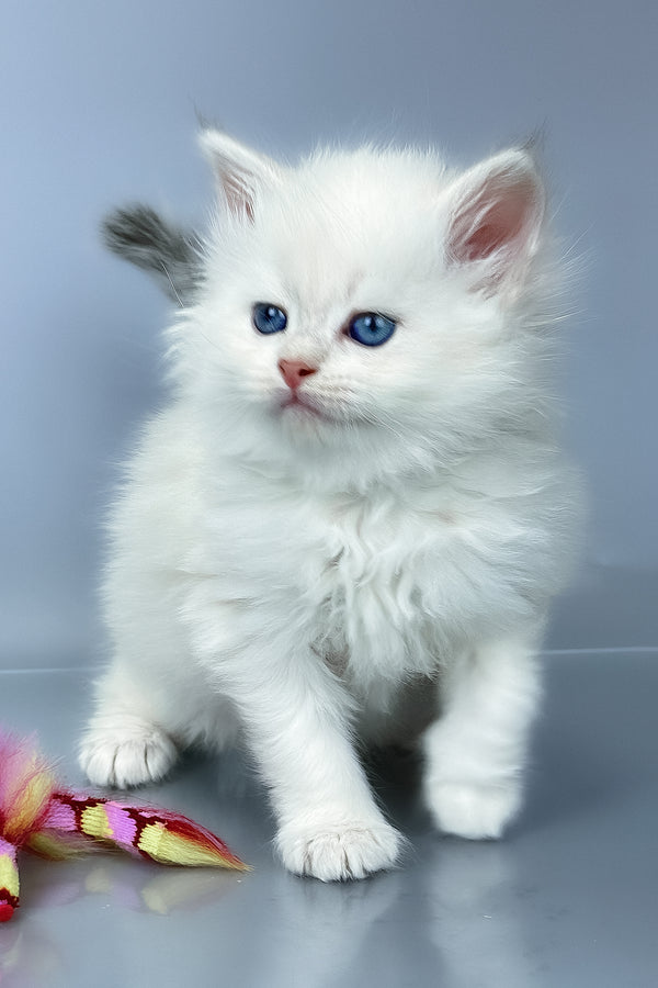 Una | Siberian Kitten