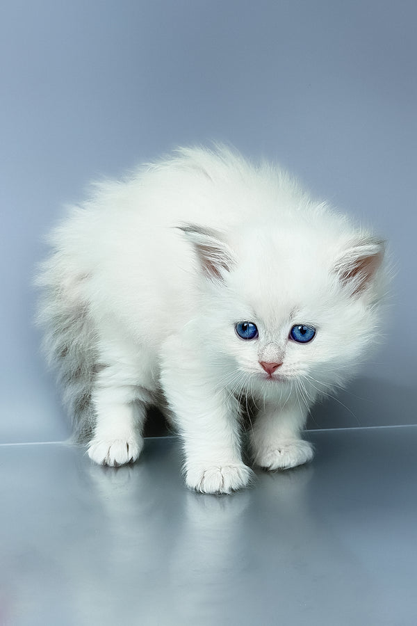 Una | Siberian Kitten