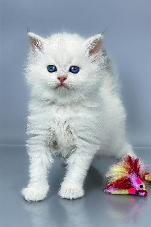 Una | Siberian Kitten