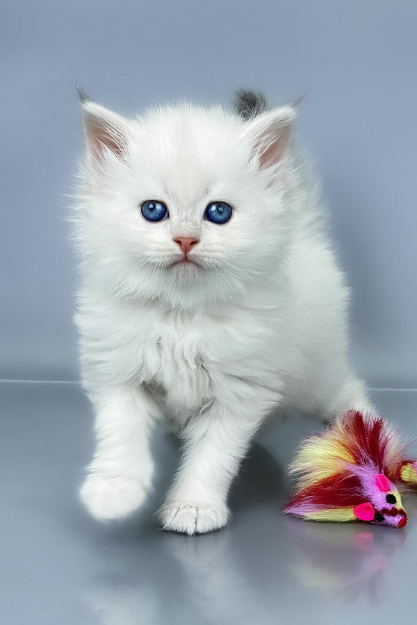 Una | Siberian Kitten