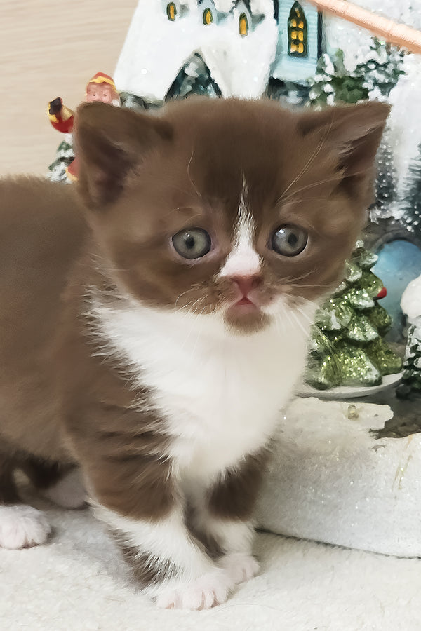 Udacha | British Shorthair Kitten