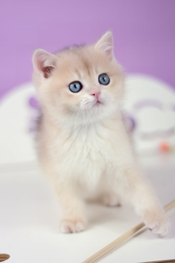 Ugo | British Shorthair Kitten