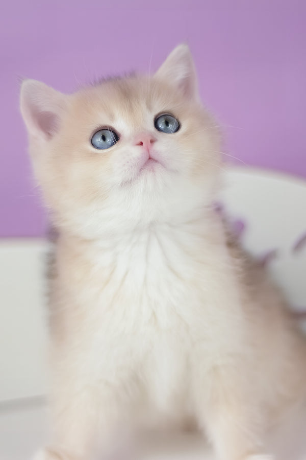 Ugo | British Shorthair Kitten