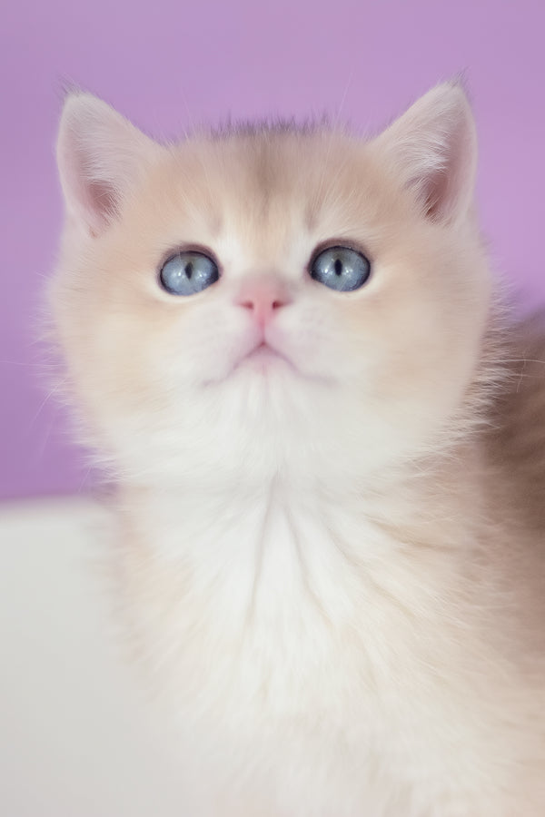 Ugo | British Shorthair Kitten