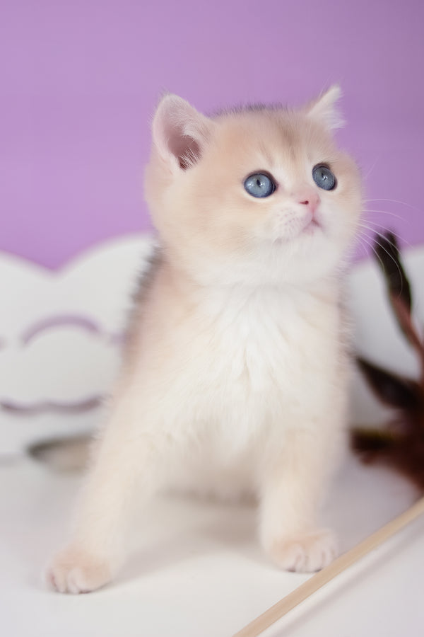 Ugo | British Shorthair Kitten