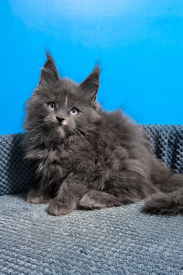 Ular | Maine Coon Kitten