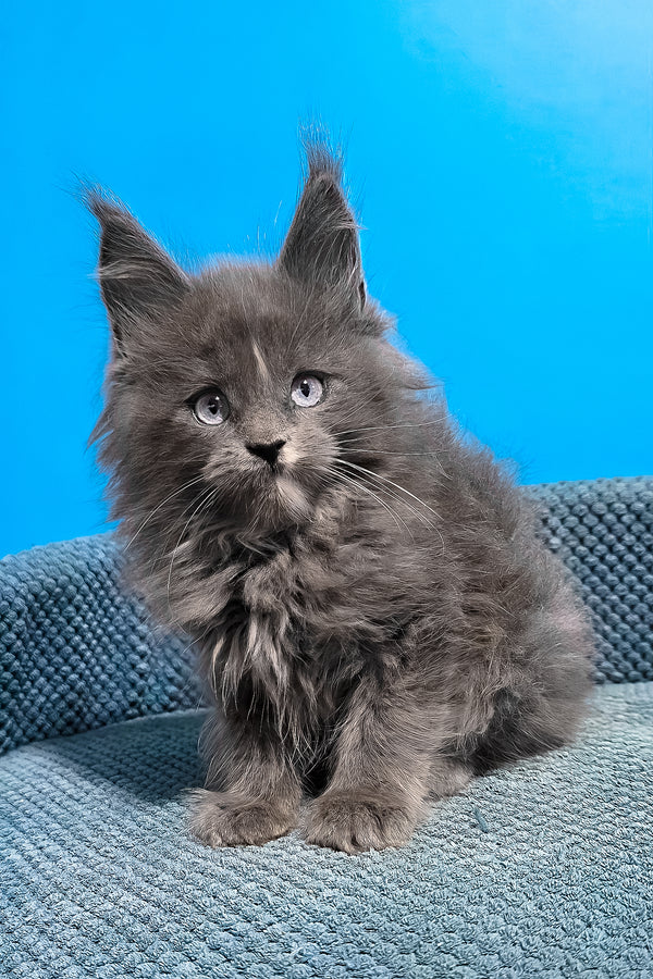 Ular | Maine Coon Kitten