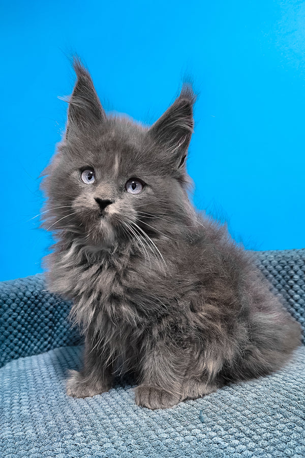 Ular | Maine Coon Kitten