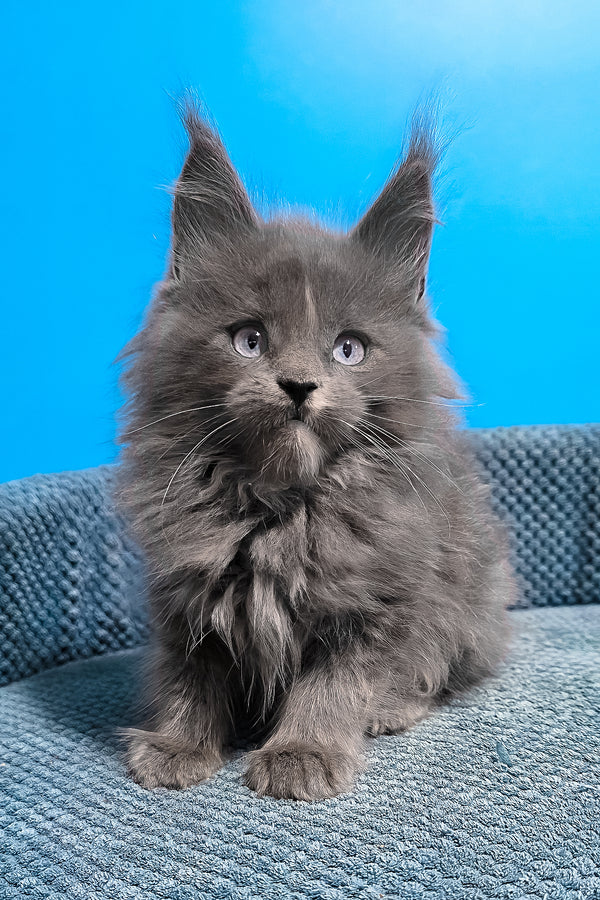 Ular | Maine Coon Kitten