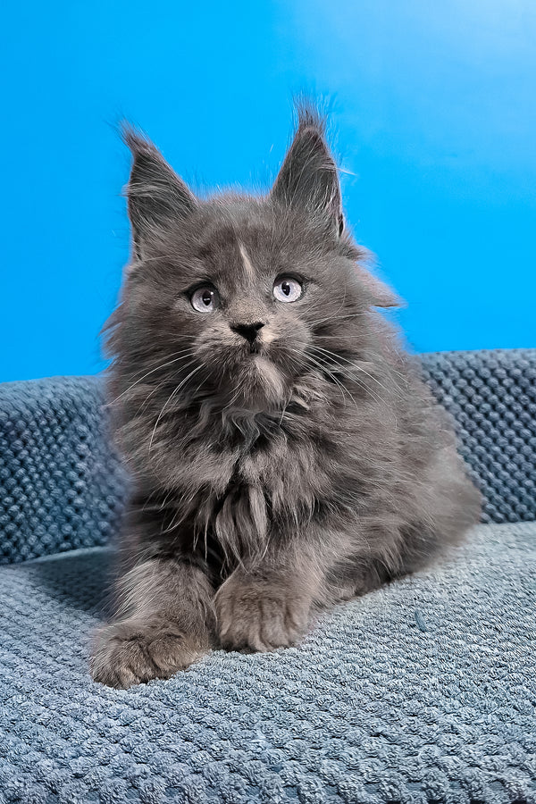 Ular | Maine Coon Kitten