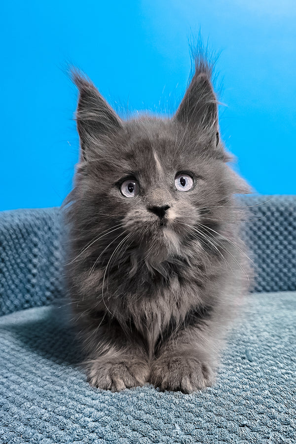 Ular | Maine Coon Kitten