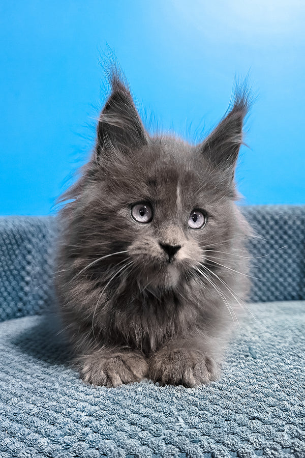 Ular | Maine Coon Kitten