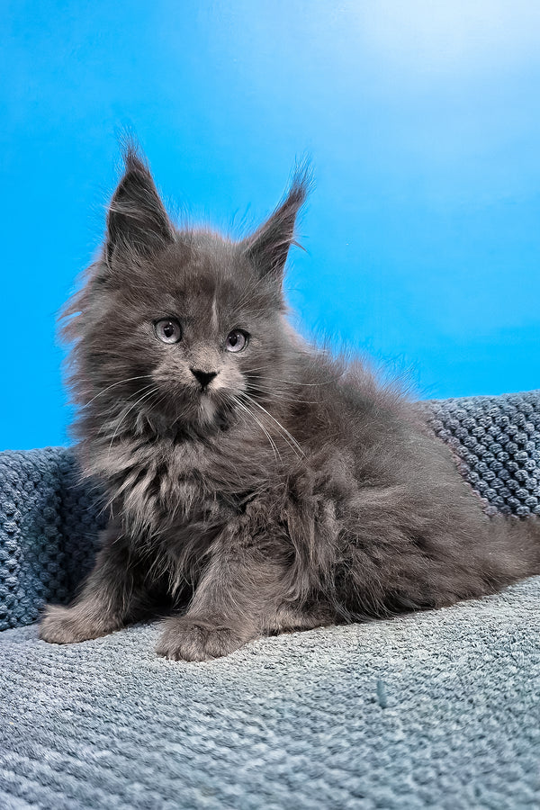 Ular | Maine Coon Kitten