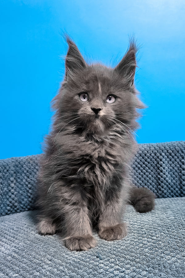Ular | Maine Coon Kitten