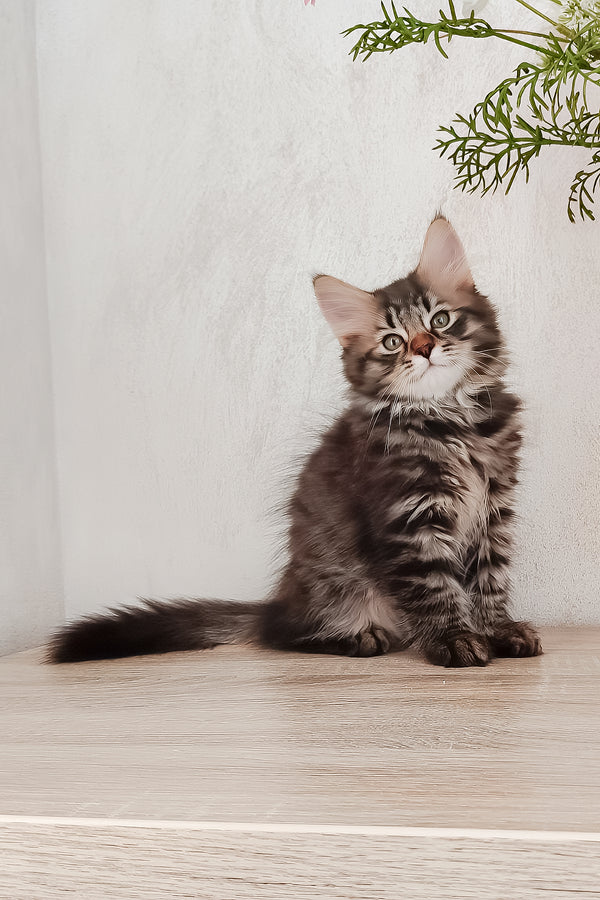 Ulf | Siberian Kitten