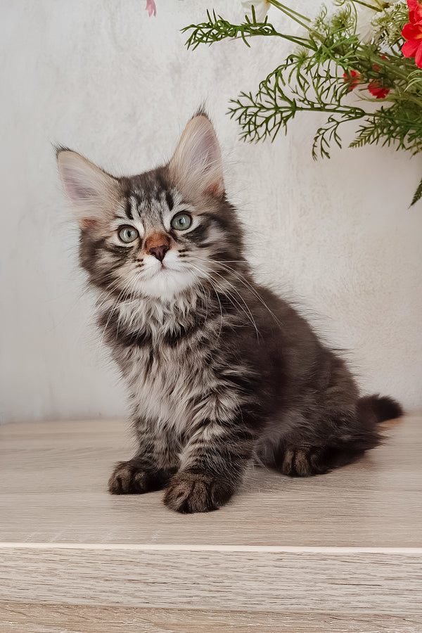 Ulf | Siberian Kitten