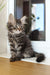 Ulf | Siberian Kitten