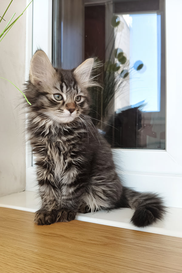 Ulf | Siberian Kitten