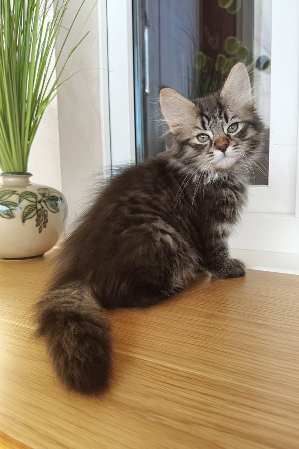 Ulf | Siberian Kitten