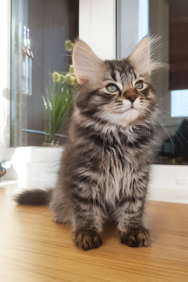 Ulf | Siberian Kitten