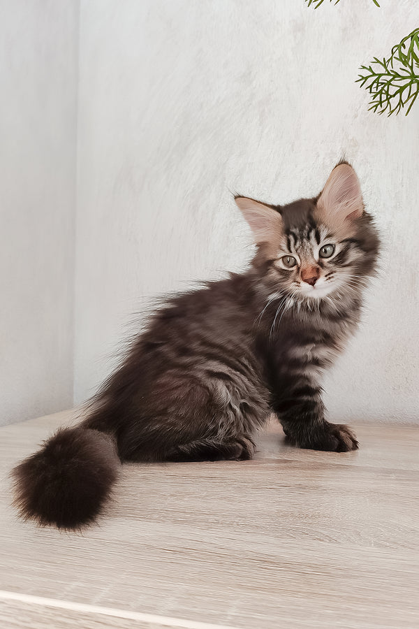 Ulf | Siberian Kitten